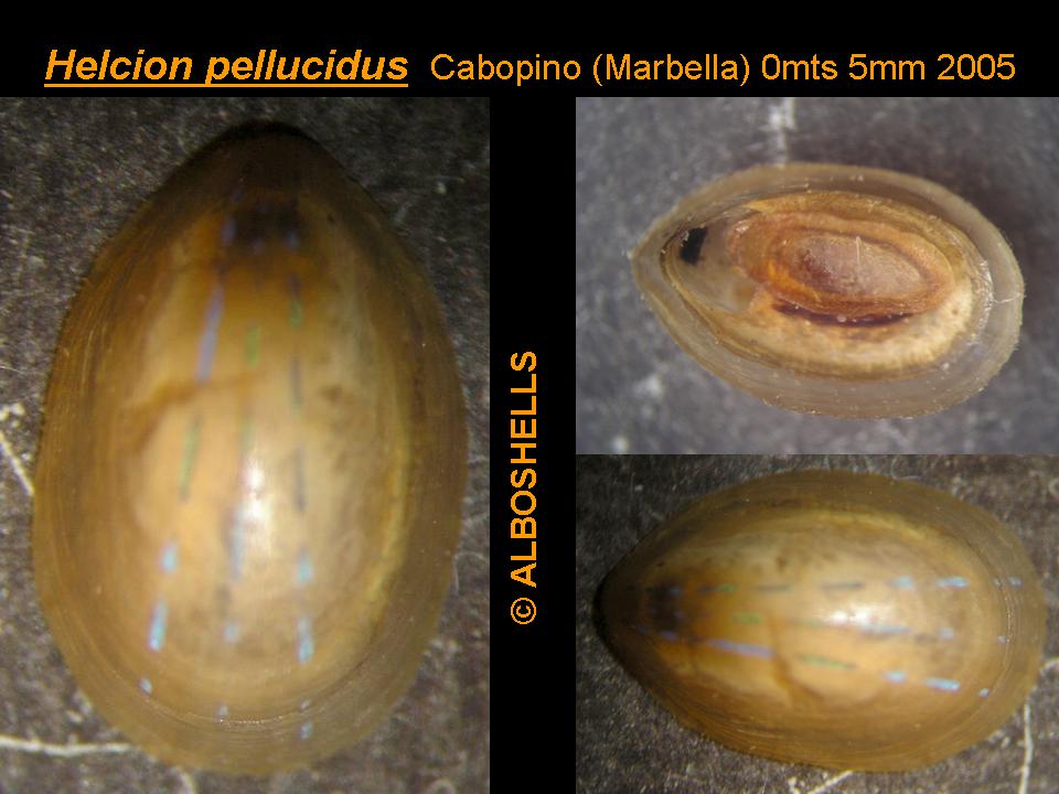 Helcion pellucidus